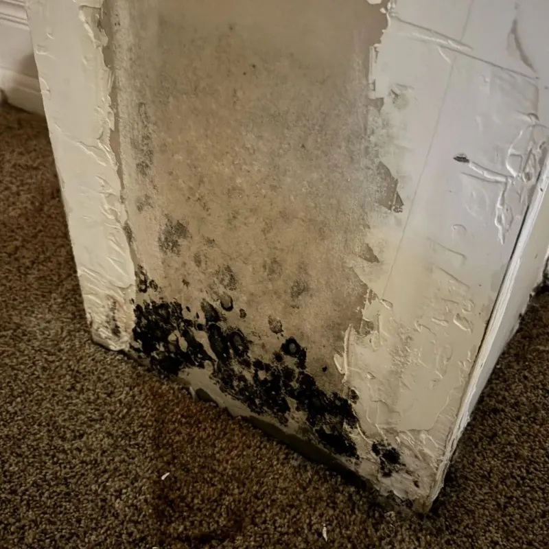 Professional Mold Removal in Wyandotte, MI